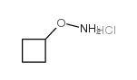 O-cyclobutylhydroxylamine,hydrochloride