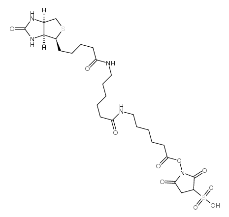 sulfosuccinimidyl n-[n'-(d-biotinyl)-6-aminohexanoyl]-6'-aminohexanoate CAS:180028-78-8 第1张