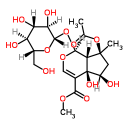 Phlorigidoside B