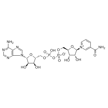 Β-Nicotinamide Adenine Dinucleotide NAD Cas:53-84-9 第1张