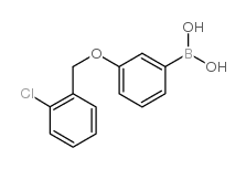 3-(2-Chlorobenzyloxy)phenylboronic acid