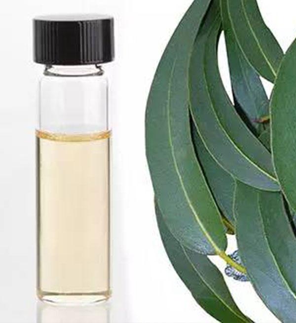 EUCALYPTUS OIL CAS:8000-48-4 manufacturer price 第1张