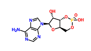 3',5'-cyclic AMP